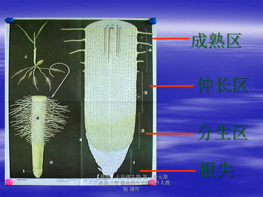 最新七年级生物第三单元第二章第二节植株的生长3课件人教版课件_第3页