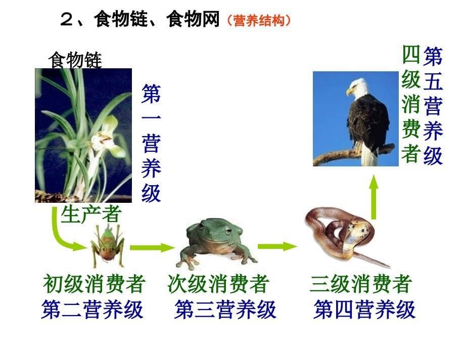 人教版教学课件人教版必修3生态系统及其稳定性第1节生态系统结构_第5页