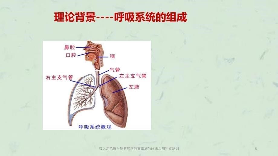 吸入用乙酰半胱氨酸溶液富露施的临床应用科室培训课件_第5页