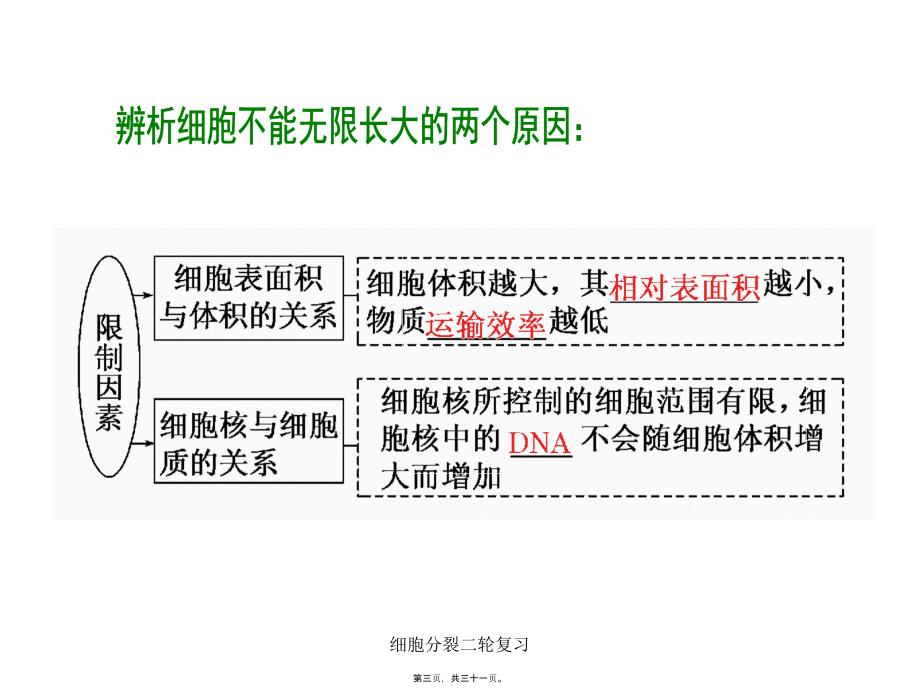 细胞分裂二轮复习课件_第3页