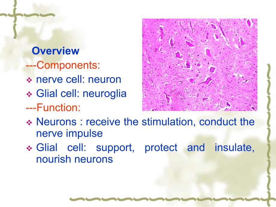 组胚学课件：Nervous tissue_第2页