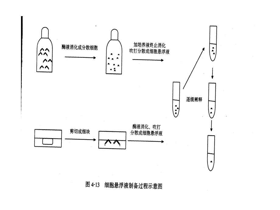 动物细胞大规模培养技术.ppt_第4页