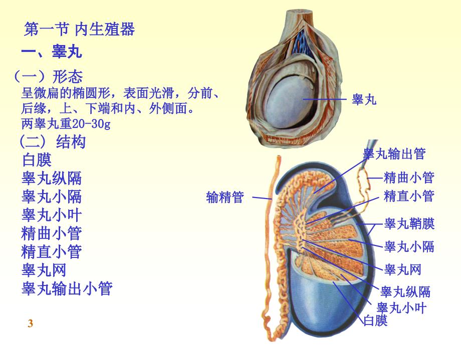 解剖学男性生殖系统_第3页