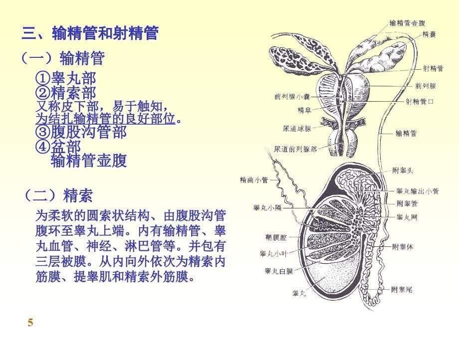 解剖学男性生殖系统_第5页