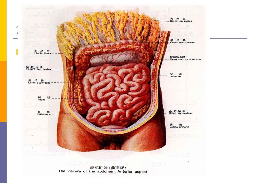小肠疾病上ppt课件_第3页