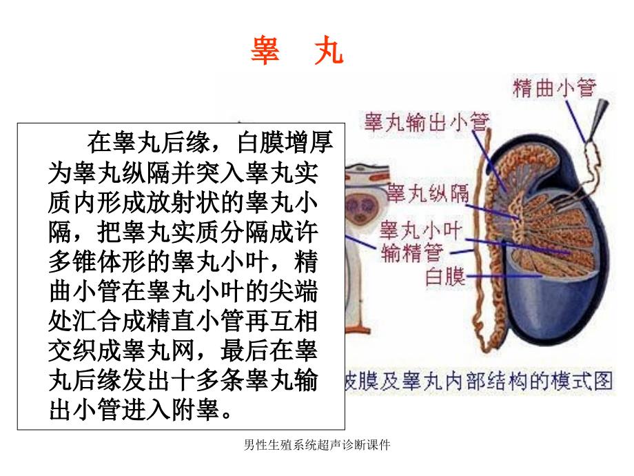 男性系统超声诊断课件_第4页