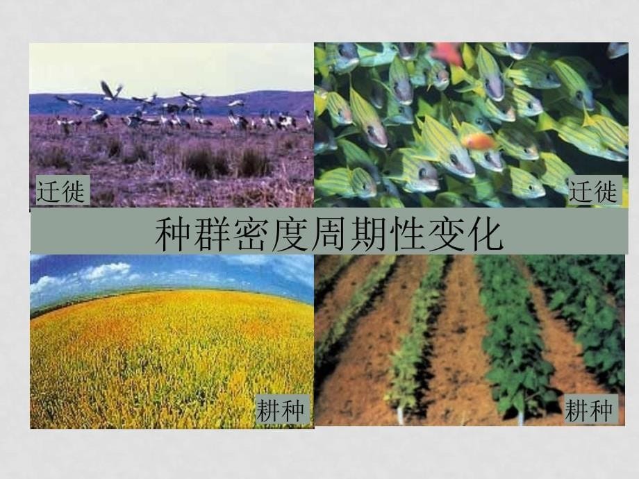 高中生物种群和生物群落2课件人教版必修2_第5页