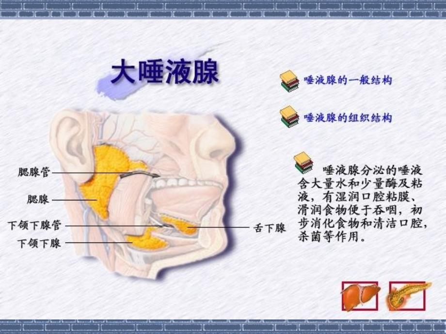 1急性化脓性腮腺炎_第3页