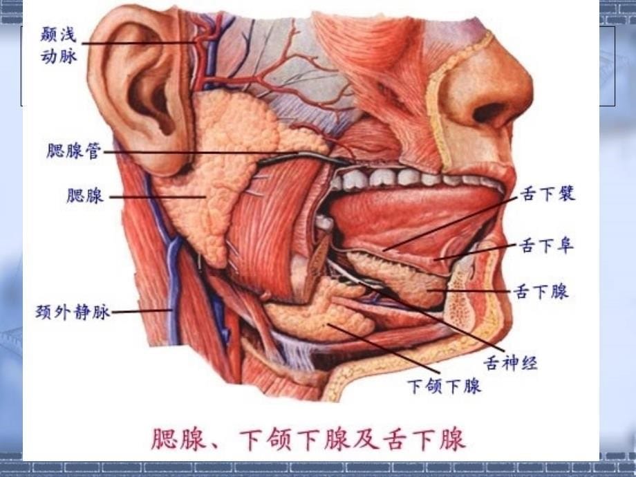 1急性化脓性腮腺炎_第5页