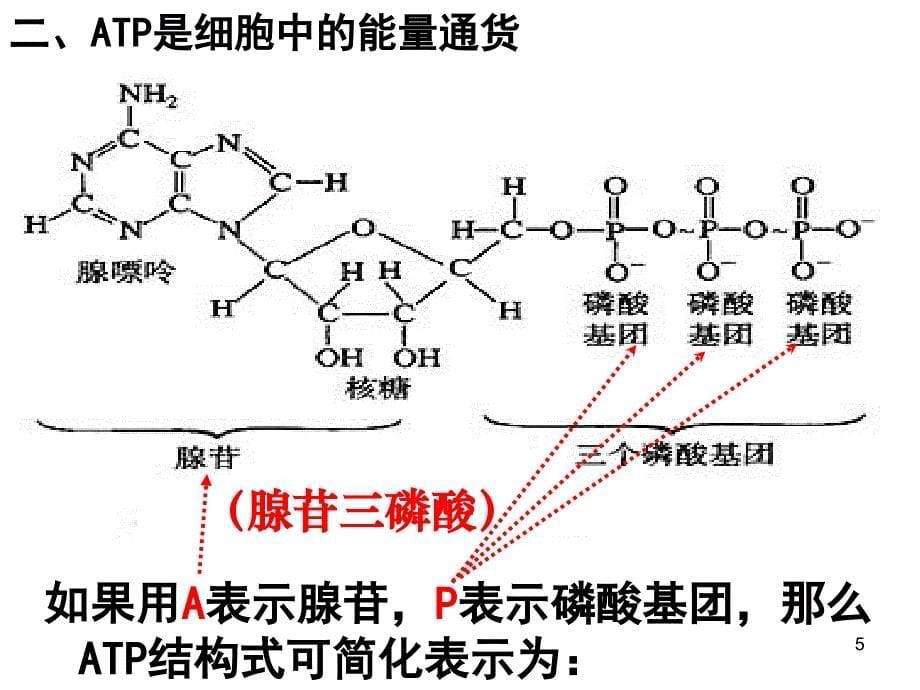 细胞与能量1PPT_第5页