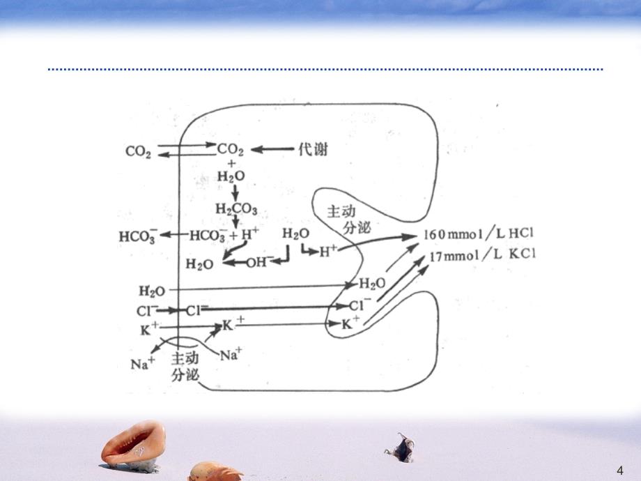 质子泵抑制剂的临床应用ppt课件_第4页