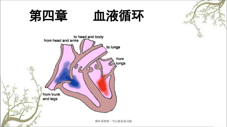 循环系统第一节心脏泵血功能_第1页