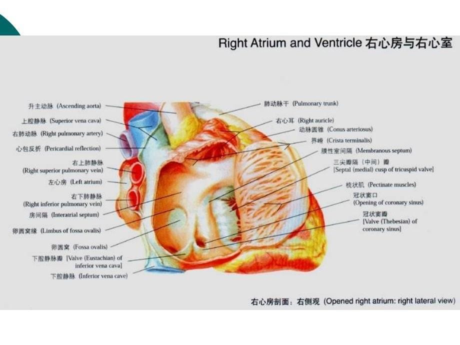 房间隔穿刺技巧和注事项_第5页