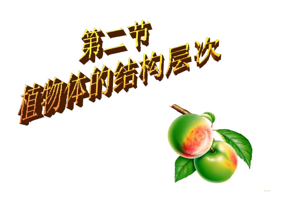 植物体结构层次_第1页