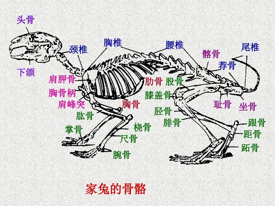 实验十一 家兔的骨骼_第2页