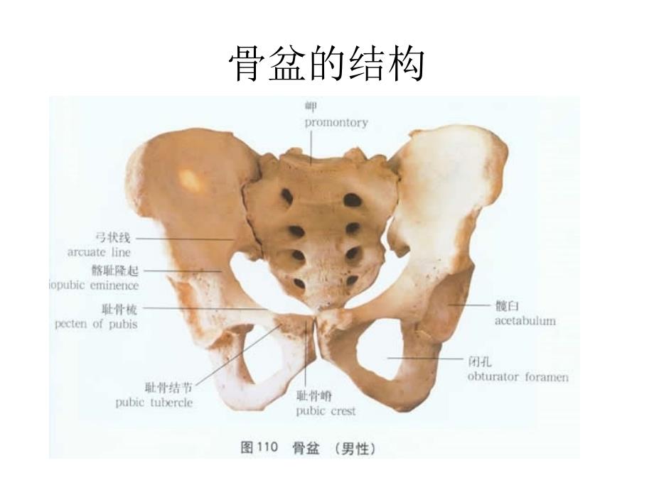 骨盆骨折护理业务查房ppt课件_第4页