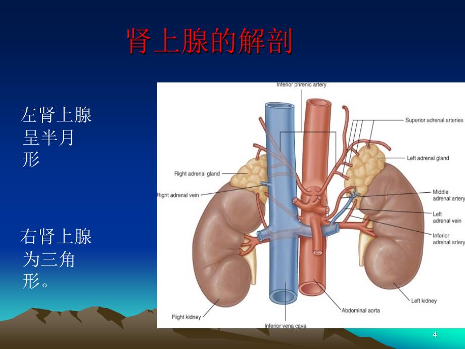 浅论肾上腺解剖ppt课件_第4页