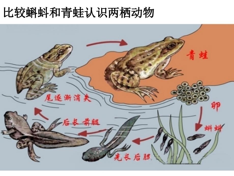 湖南省耒阳市冠湘中学八年级生物上册 5.1.5 两栖动物和爬行动物课件 （新版）新人教版_第4页