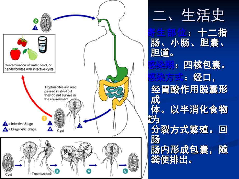 十五节蓝氏贾鞭毛虫Giardialamblia贾虫_第4页