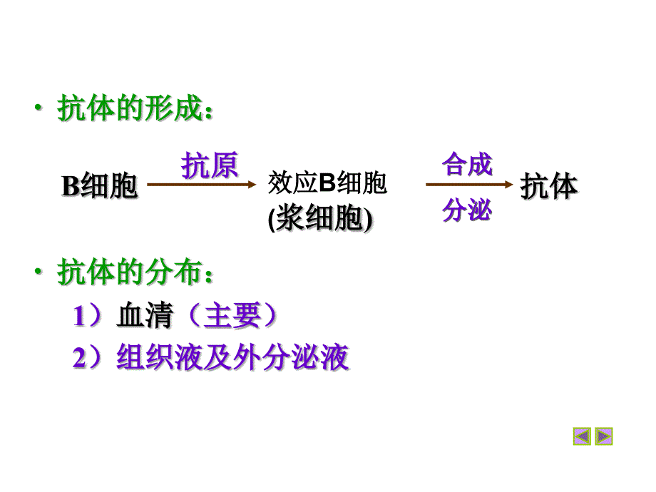 细胞免疫与体液免疫_第4页