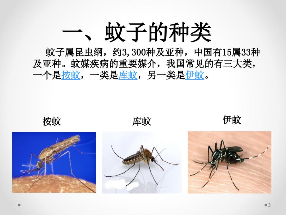 主题班会防蚊灭蚊ppt课件.ppt_第3页