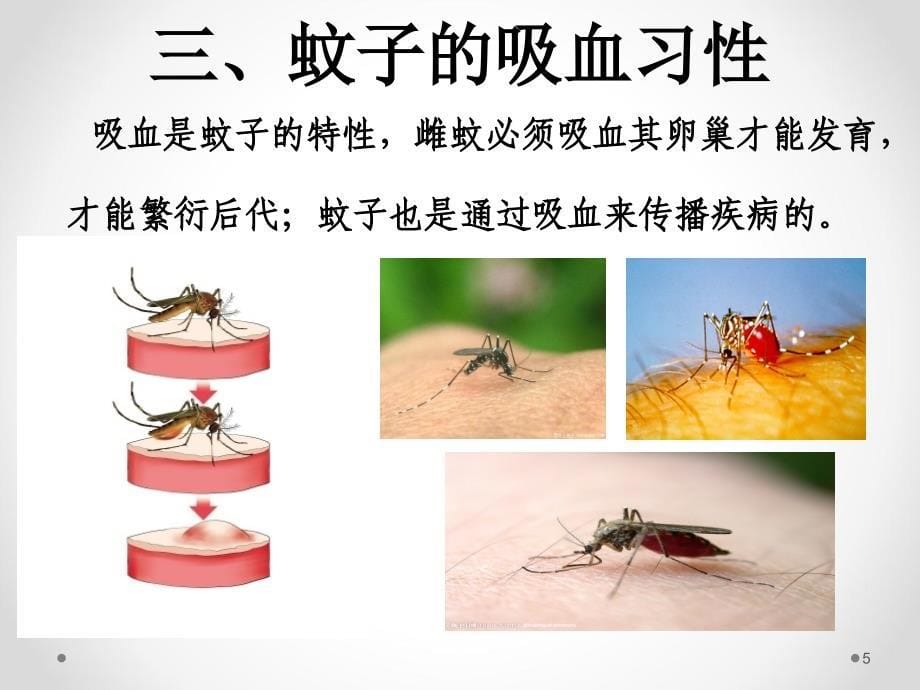 主题班会防蚊灭蚊ppt课件.ppt_第5页