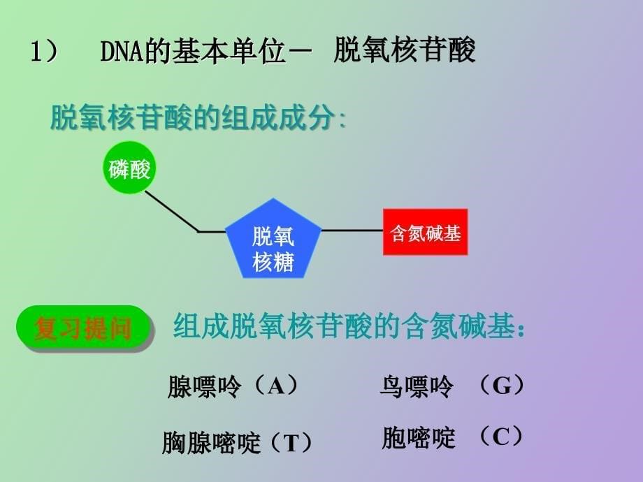 高中生物DNA的结构和复制_第5页