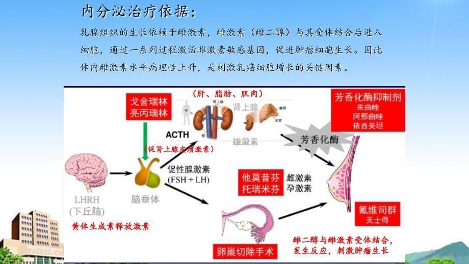 乳腺癌的内分泌治疗方案_第5页