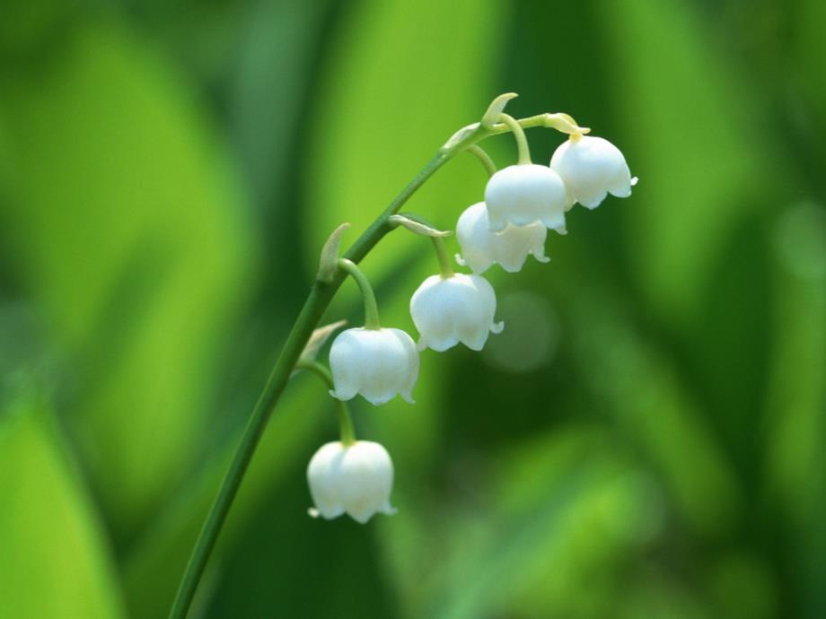 实验观察根尖分生区细胞有丝分裂2ppt课件_第1页