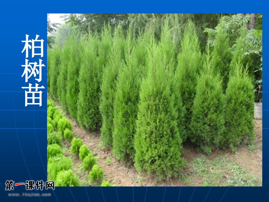 科学下册7植物的繁殖_第4页