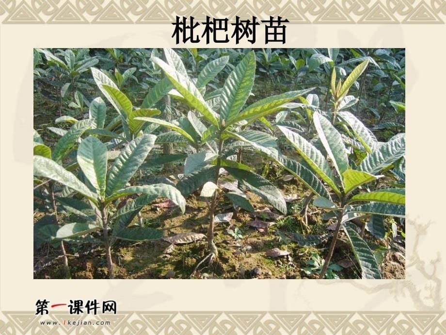 科学下册7植物的繁殖_第5页