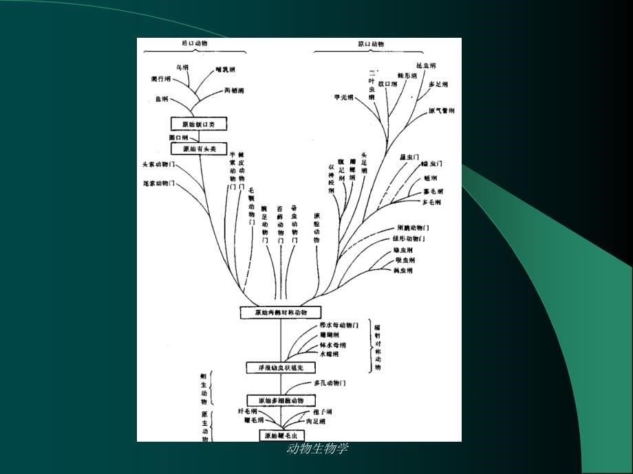 动物生物学课件_第5页