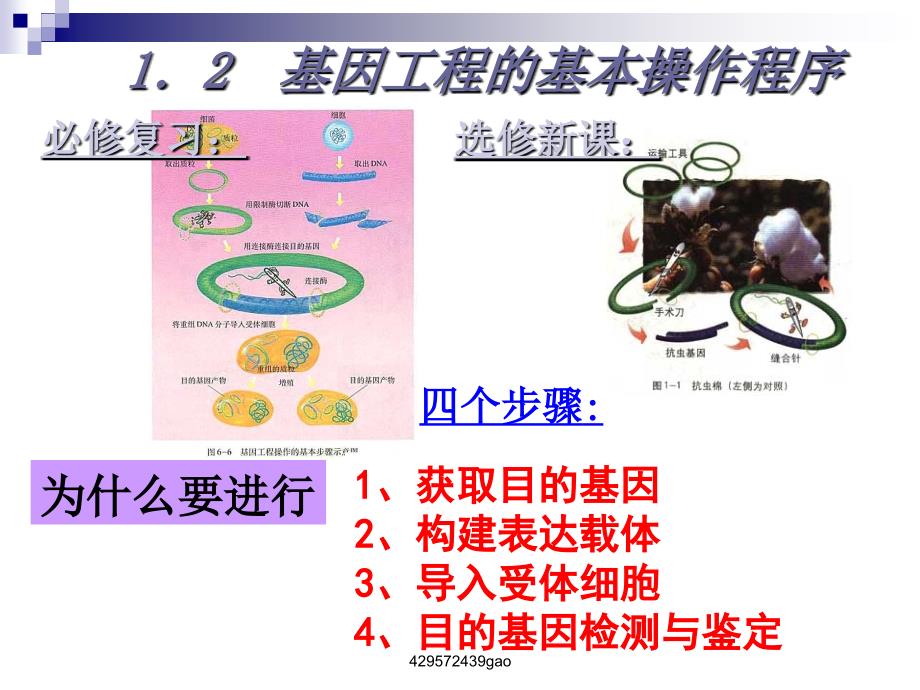 基因工程第二节_第2页