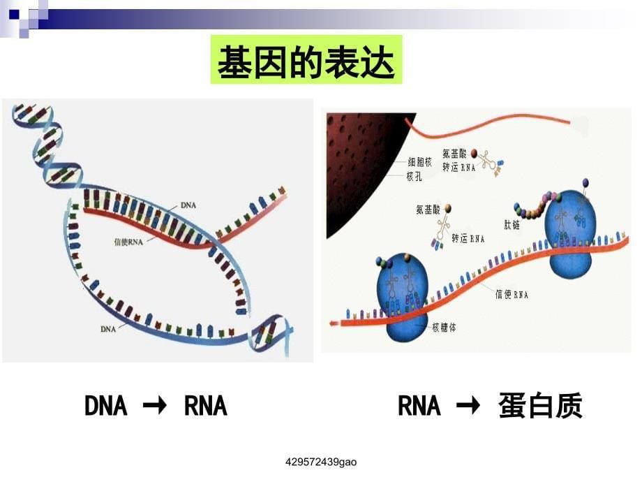 基因工程第二节_第5页