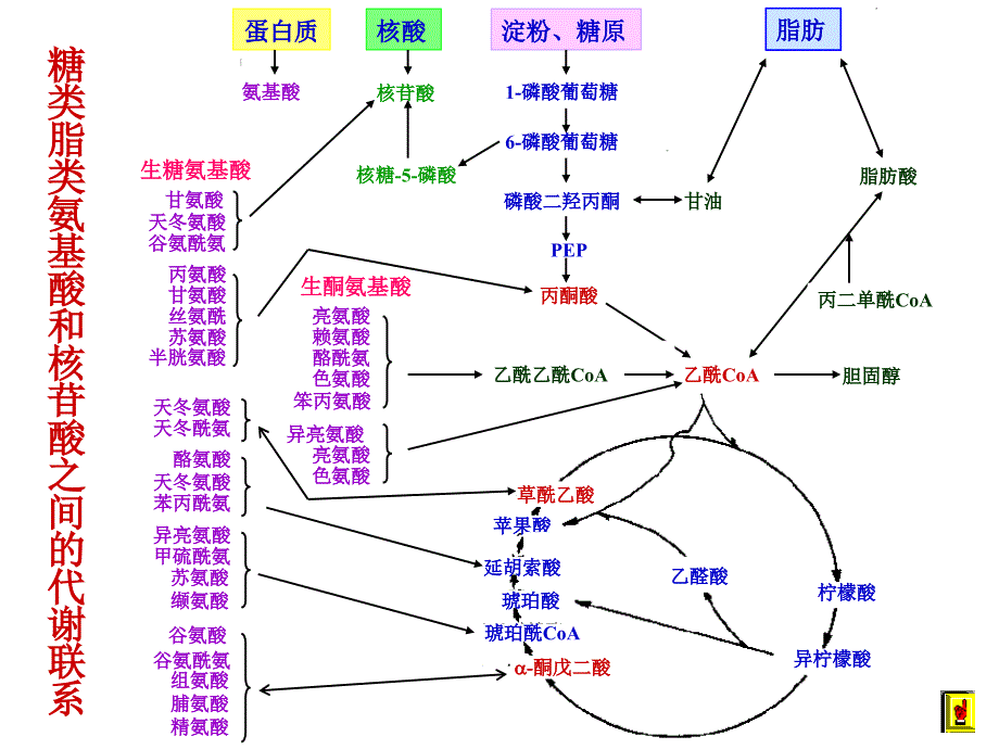 代谢调控课件_第4页