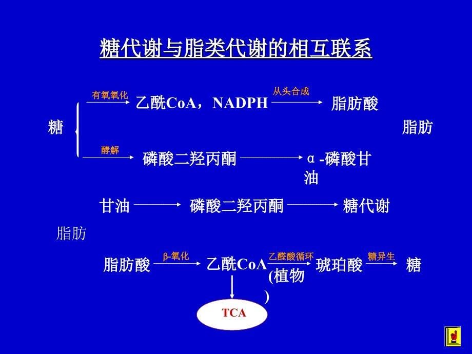 代谢调控课件_第5页