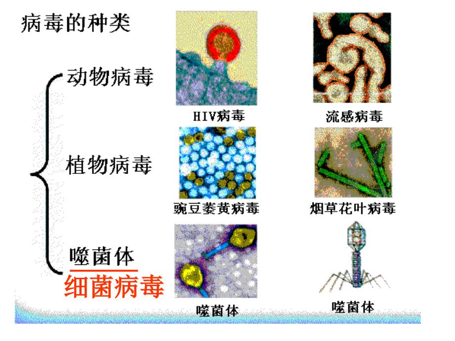 生物圈中微生物复教案_第4页