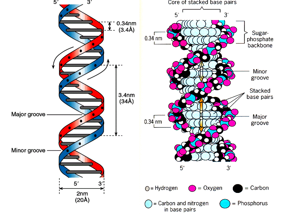 分子生物学3 chapter8_第2页