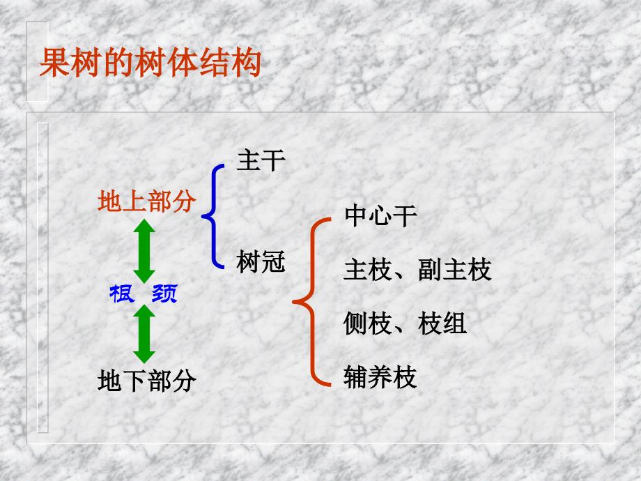 果树的生长发育规律(上).ppt_第3页