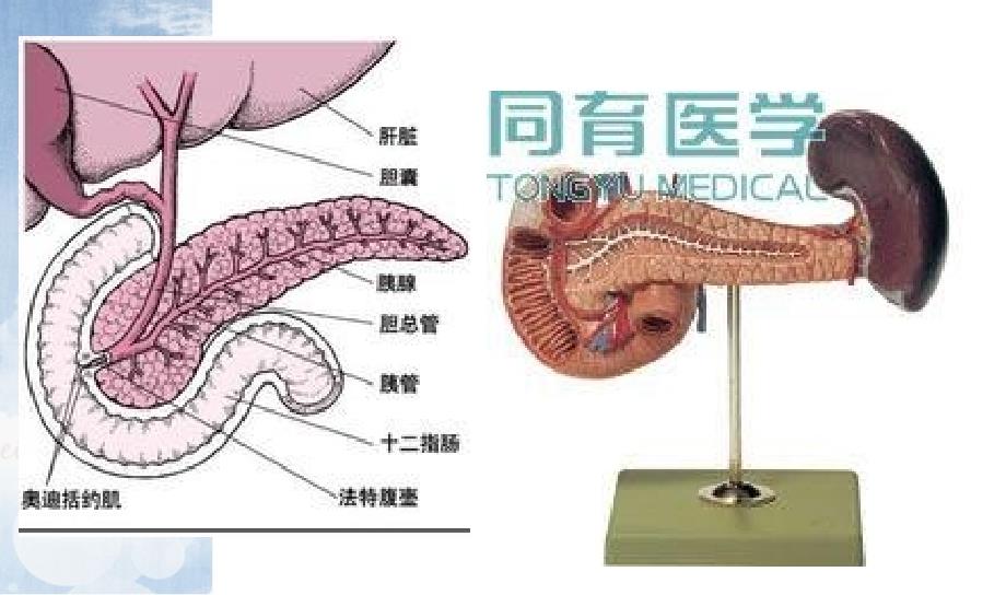 急性胰腺炎病人的护理.ppt_第4页