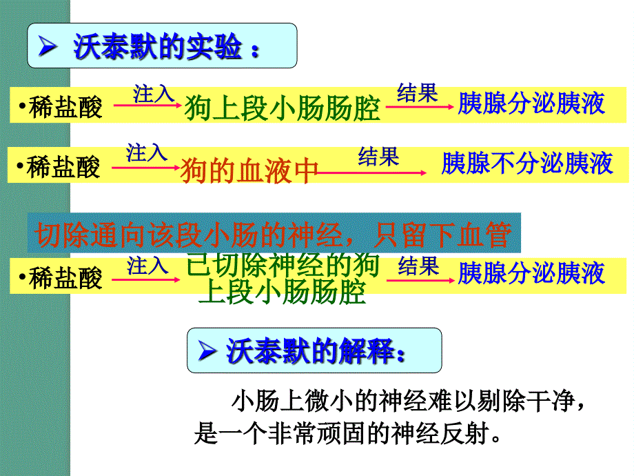 生物22通过激素的调节ppt课件_第4页