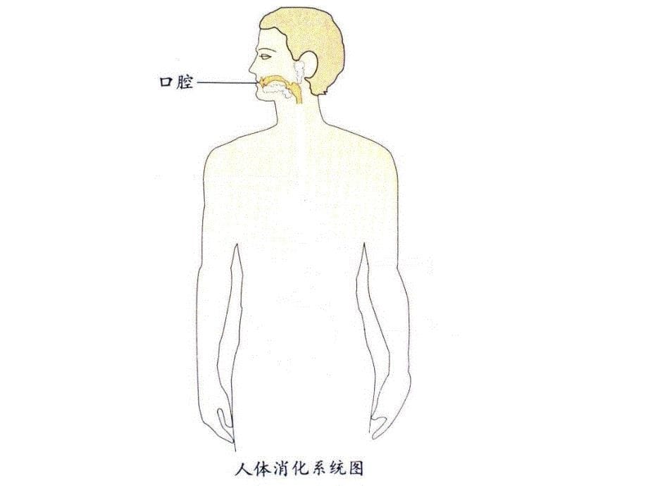 食物在体内的旅行_第5页