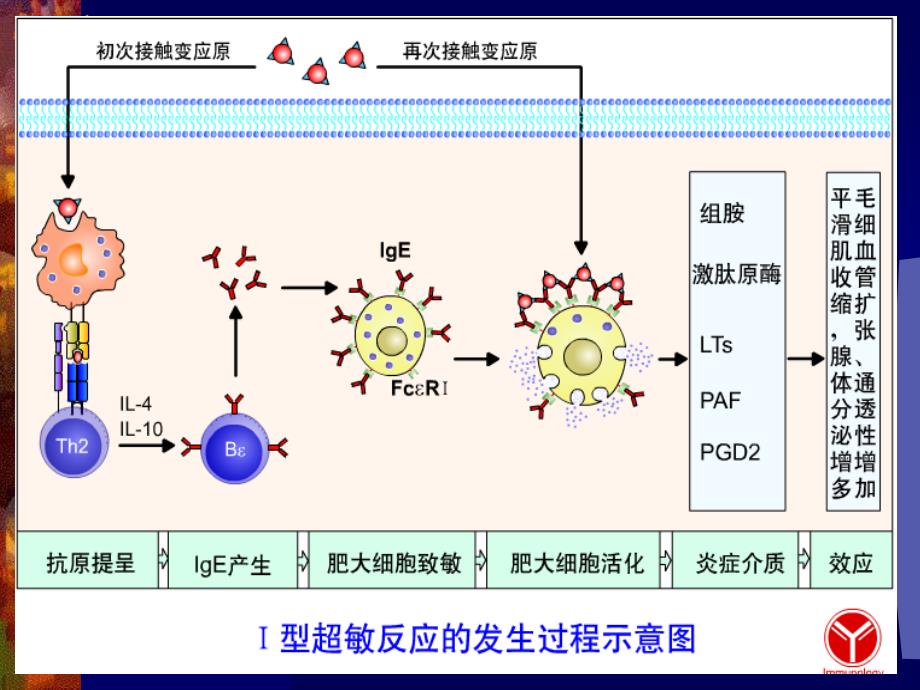 第六章超敏反应_第4页