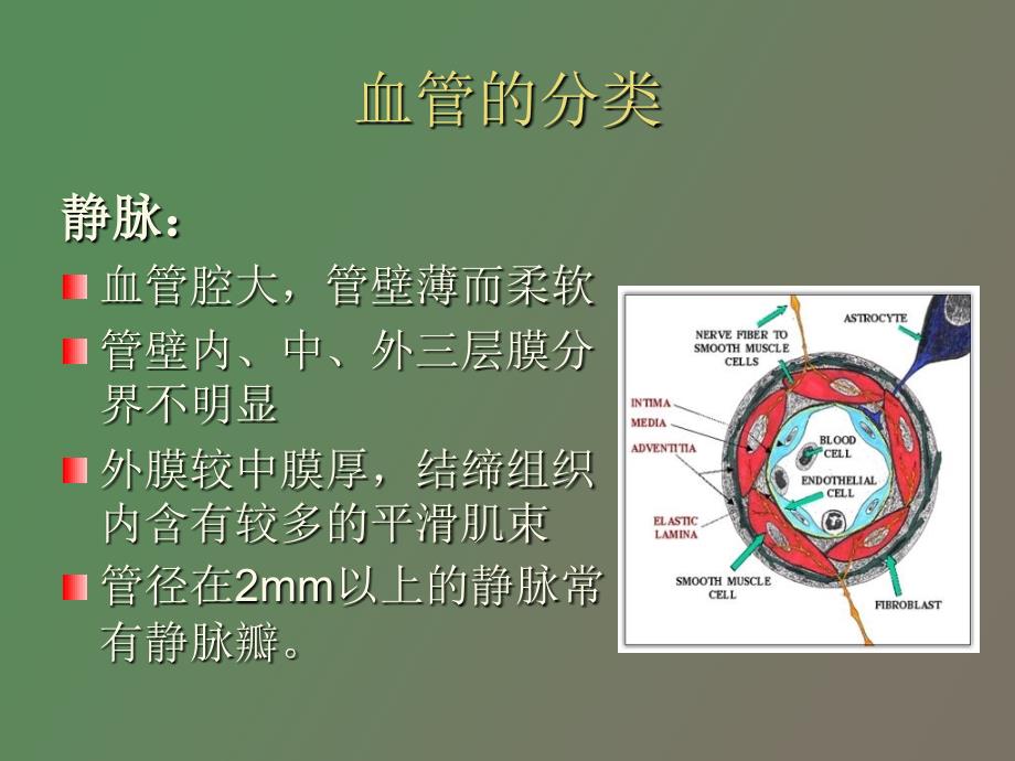 脑血管解剖脑动脉系_第3页