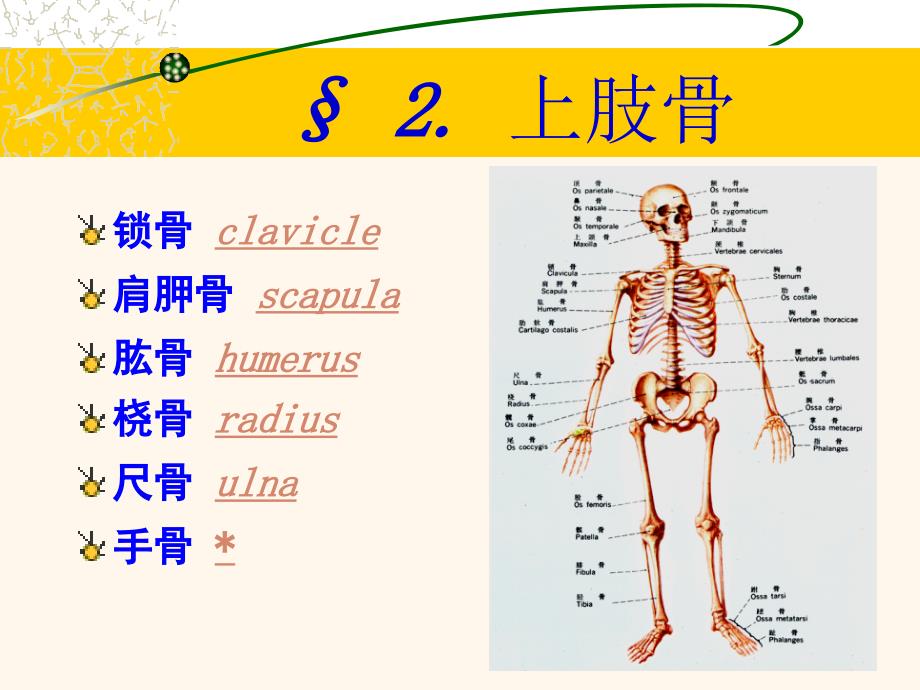 医学课件：四肢解剖_第3页