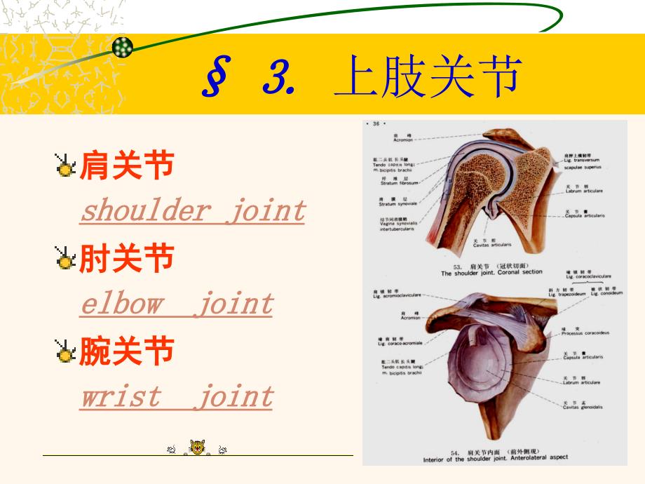 医学课件：四肢解剖_第4页