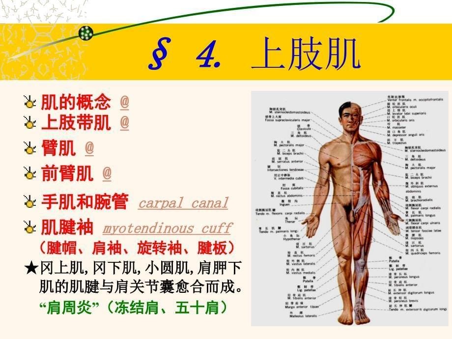 医学课件：四肢解剖_第5页