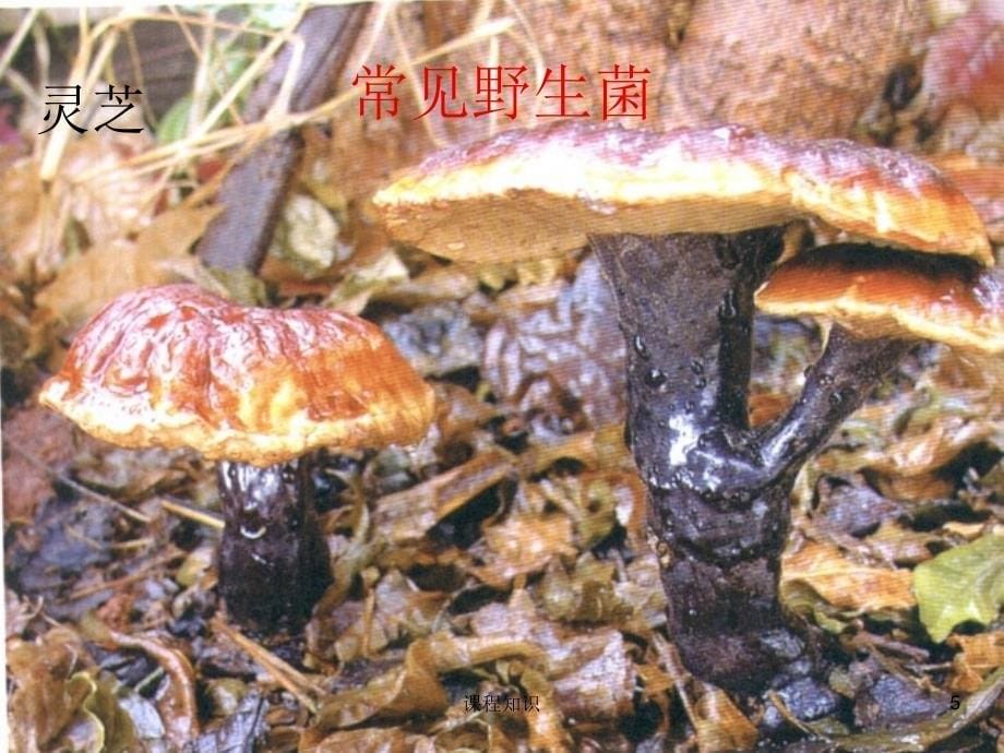 云南野生菌特制材料_第5页