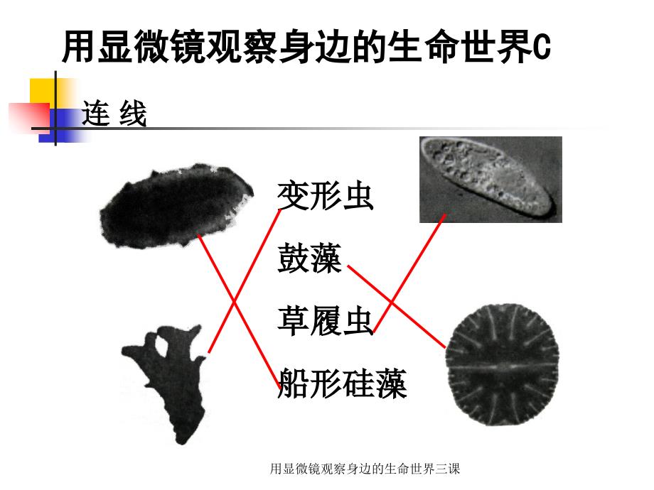 用显微镜观察身边的生命世界三课课件_第4页