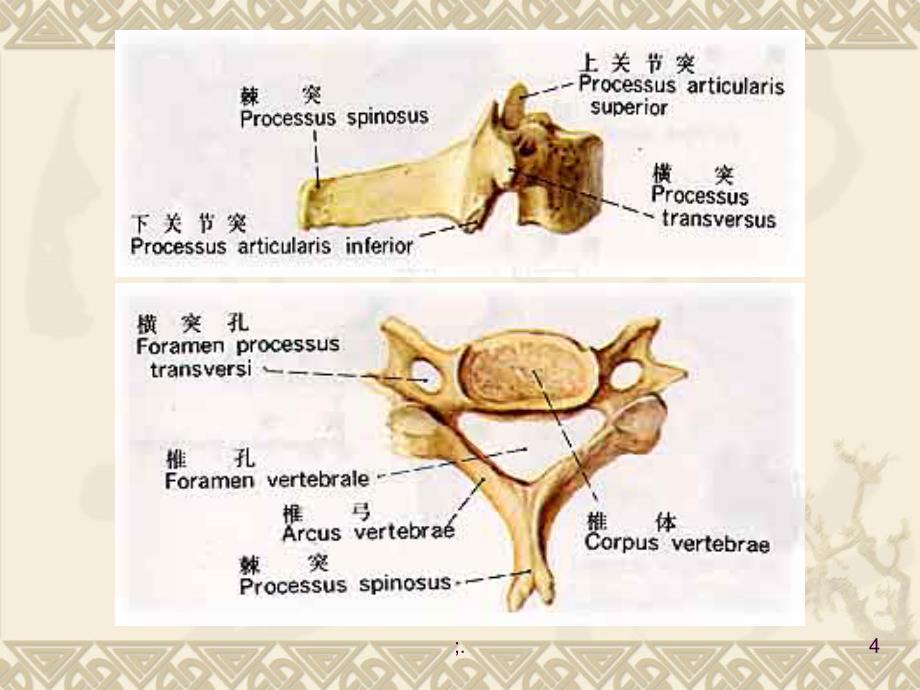 医学影像学第七版骨骼系统二ppt课件_第4页